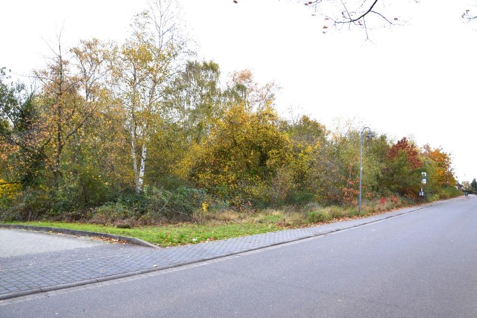 Unbebautes Grundstück mit Bäumen und Sträuchern entlang der Laacher-See-Straße in Mendig, 56743