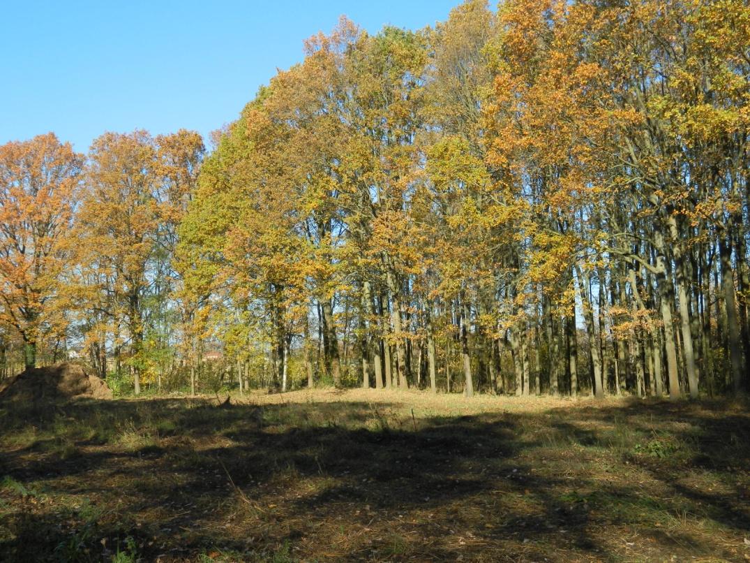Herbstlicher Gartenbereich mit Laubbäumen, Erdboden und Schatten im Freien bei Wurzen