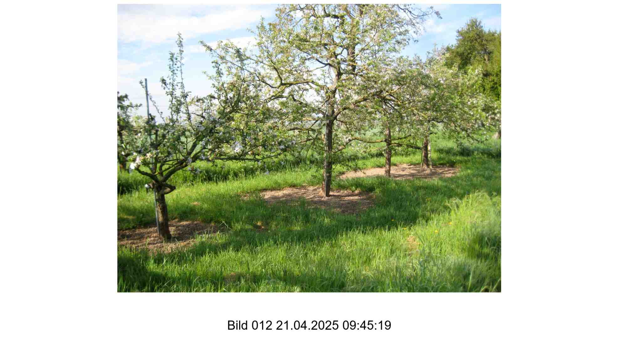 Blühende Obstbäume auf einem grünen Grundstück mit Rasen und Erdboden, landwirtschaftlich genutztes Areal in Sindlingen