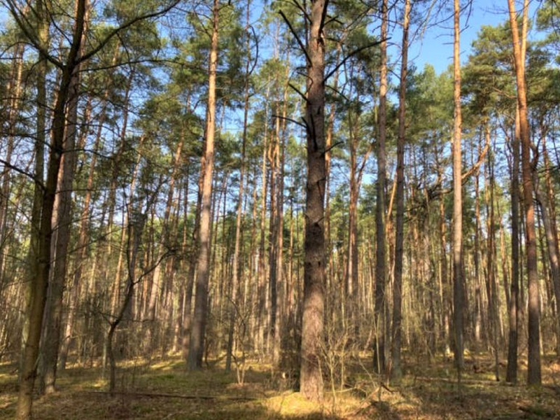 Sonstiges — Land- und forstwirtschaftlich genutztes Grundstück in Strausberg
