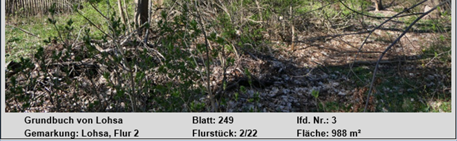Waldstück mit Sträuchern und Laub, Grundbuch Lohsa, Flur 2, Flurstück 2/22, Fläche 988 m²