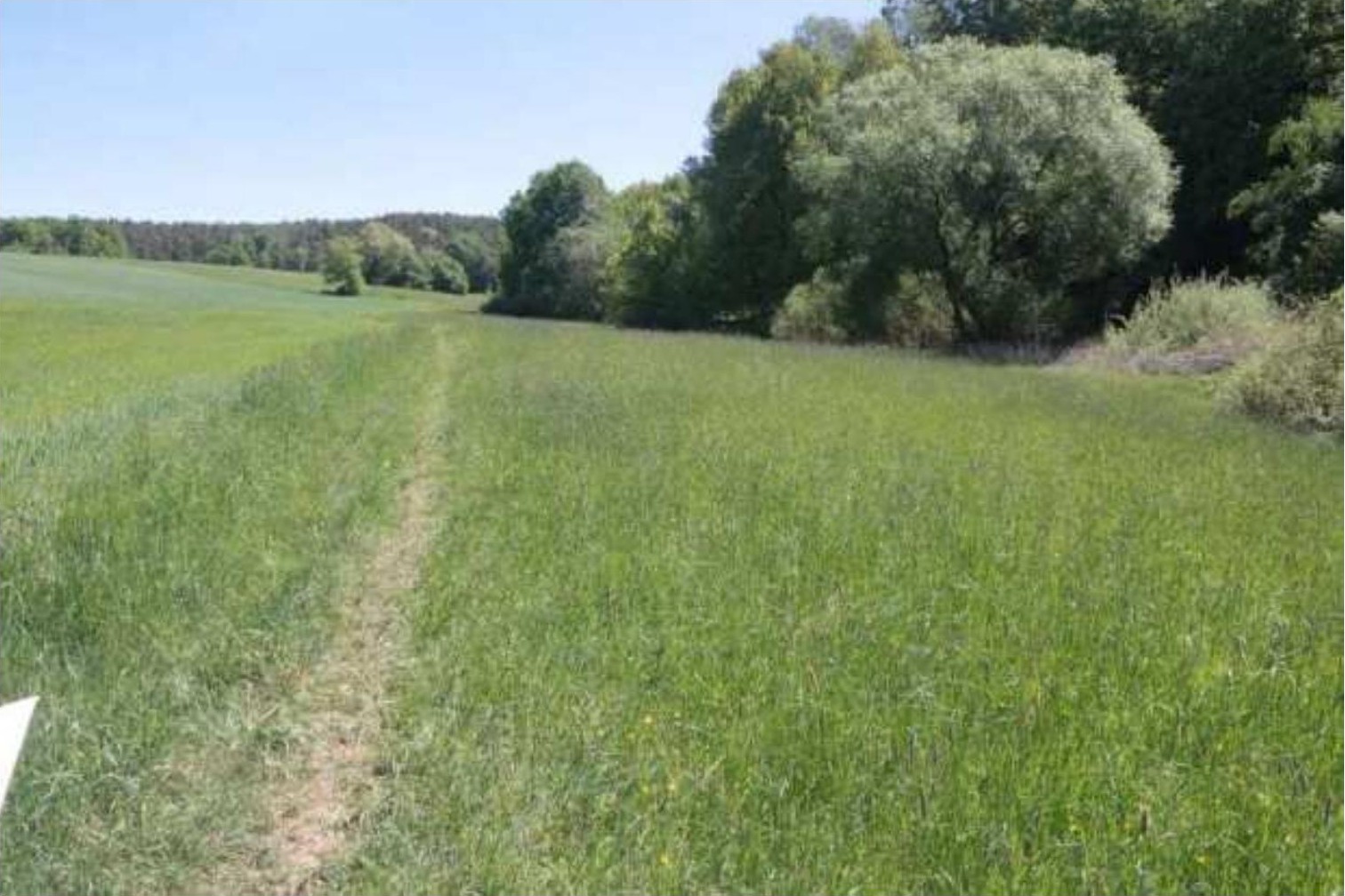 Grünes Feld mit Wegen und Bäumen am Rand, landwirtschaftlich genutztes Grundstück in Maxhütte-Haidhof