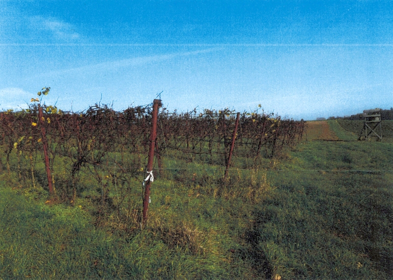 Sonstiges — Immobilie in Leingarten (Schluchtern)