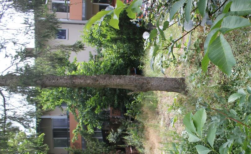Gartenbereich mit Bäumen und Sträuchern, im Hintergrund Teil eines Wohngebäudes in Berlin, Wichurastraße 89