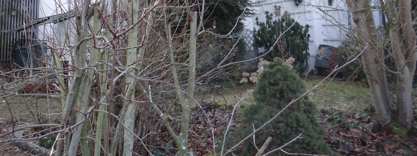 Gartenbereich mit kahlen Bäumen, Sträuchern und Laubbedeckung vor einem Gebäude in Langensendelbach