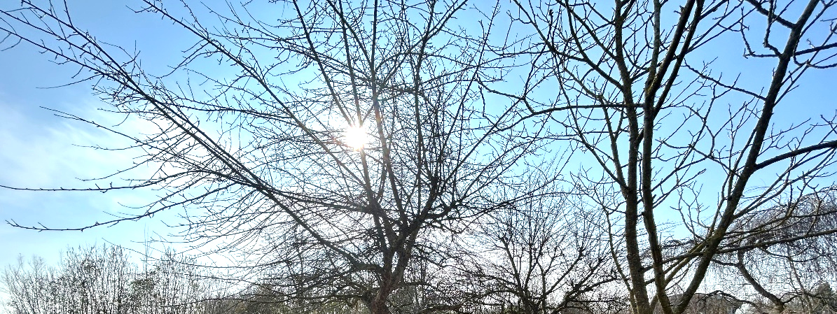 Bäume ohne Laub unter blauem Himmel mit Sonnenschein auf einem Grundstück in Münster