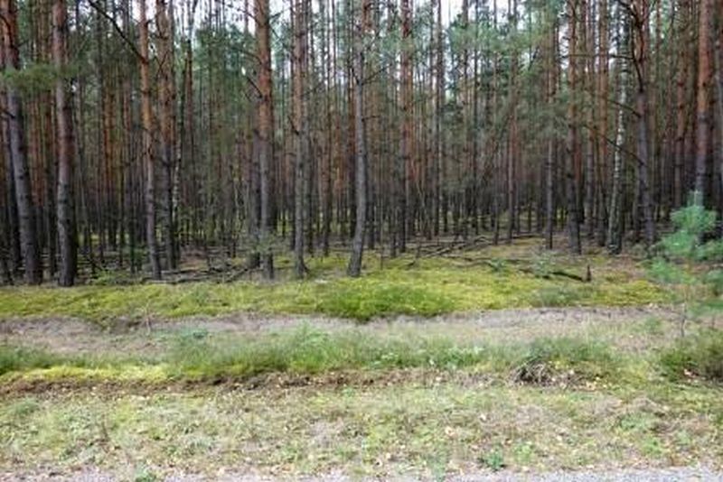 Sonstiges — Land- und forstwirtschaftlich genutztes Grundstück in Luckaitztal