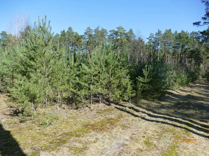 Waldstück mit jungen Kiefern und Moosbewuchs im Gelände von Calvörde OT Dorst