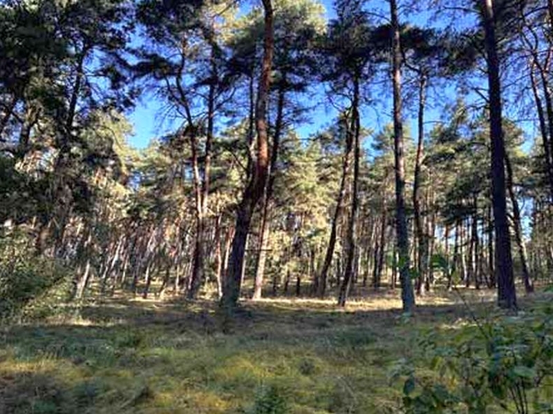 Garten — Land- und forstwirtschaftlich genutztes Grundstück in Gumtow OT Döllen