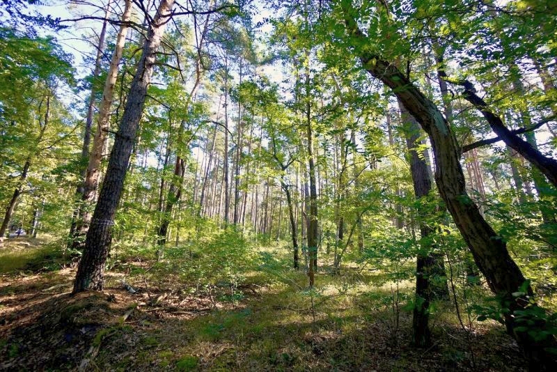 Garten — Land- und forstwirtschaftlich genutztes Grundstück in Neupetershain