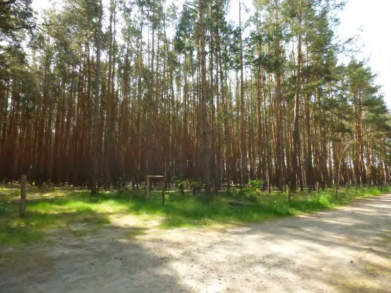 Garten — Land- und forstwirtschaftlich genutztes Grundstück in Vetschau OT Laasow