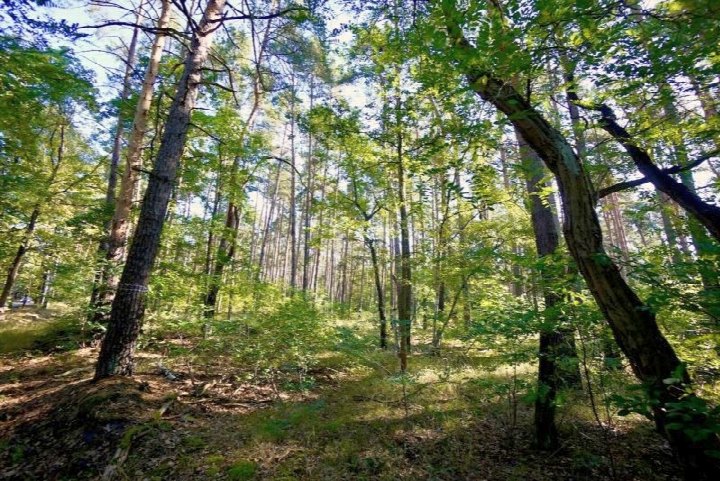 Garten — Land- und forstwirtschaftlich genutztes Grundstück in Neupetershain