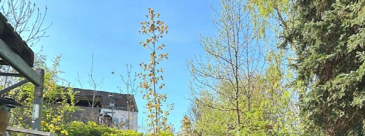 Gartenbereich mit jungen Bäumen und Sträuchern, im Hintergrund ein Gebäude unter klarem blauen Himmel, Chemnitz, 09112