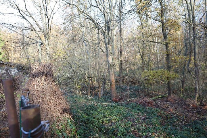 Gartenbereich mit Laubbäumen im Herbst, Boden bedeckt mit Laub und grüner Bodendecke, links ein Haufen trockener Pflanzenreste und Metallrohre