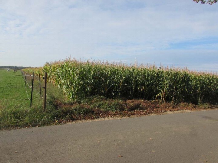 Ackerland mit Maisfeld am Essiger Weg 5 in Waldfeucht, Heinsberg. Grünflächen und Zaun im Vordergrund, asphaltierte Straße im Vordergrund