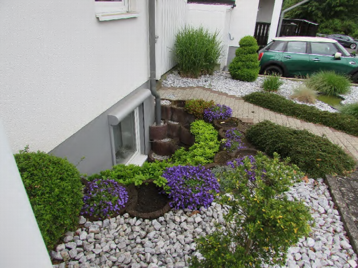 Gartenbereich mit Kies, grünen Hecken, lila Blumen und Pflanzkübeln neben einem weißen Haus mit grauem Sockel und Fenster