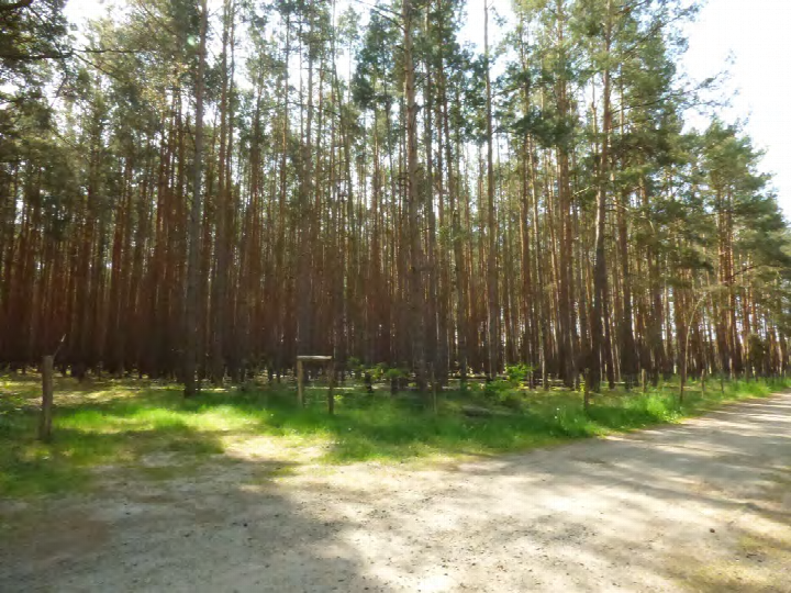 Weg durch einen Wald mit hohen Kiefern und Grasfläche, Grundstück in Vetschau