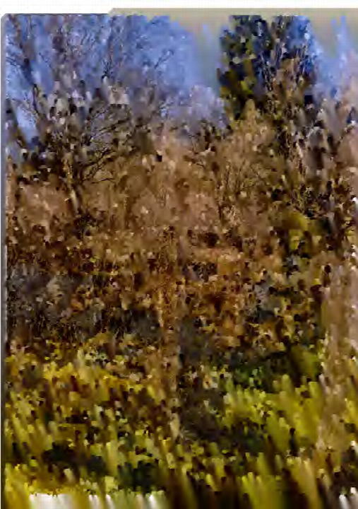 Blick auf Bäume und Sträucher mit herbstlichen Blättern auf einem unbebauten Grundstück in Marburg
