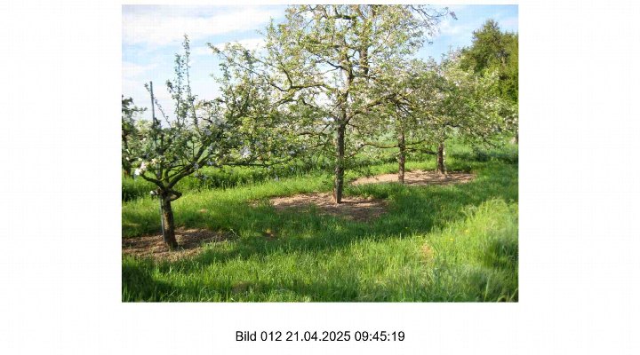 Blühende Obstbäume auf einem grünen Grundstück mit Rasen und Erdboden, landwirtschaftlich genutztes Areal in Sindlingen