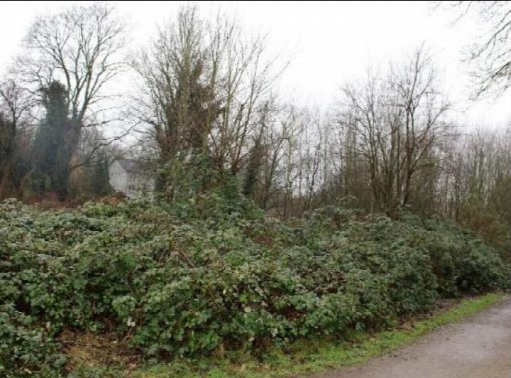 Überwucherte Hecke und kahle Bäume entlang eines Weges auf einem land- und forstwirtschaftlich genutzten Grundstück