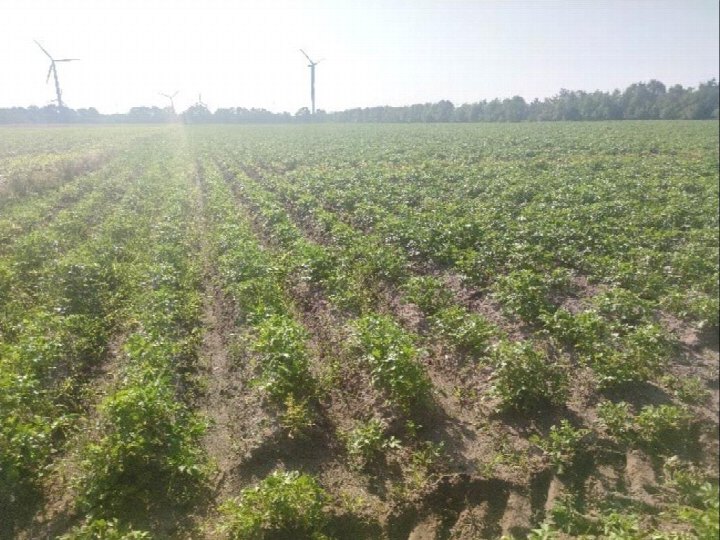 Ackerland mit Reihen junger Pflanzen, im Hintergrund Windkraftanlagen und Baumreihe