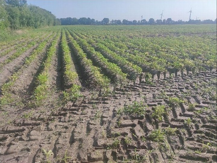 Ackerland mit Reihen junger Pflanzen, im Hintergrund Bäume und Windkraftanlagen