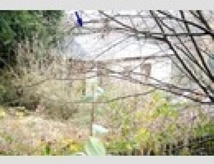 Ungepflegter Gartenbereich mit Laub, Sträuchern und kahlen Ästen im Vordergrund