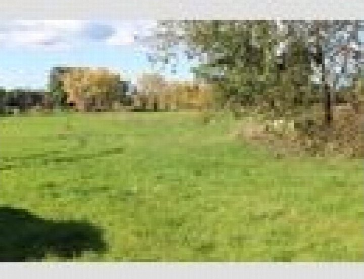 Grünes Feld mit Bäumen im Hintergrund, landwirtschaftlich genutztes Grundstück in Großkmehlen