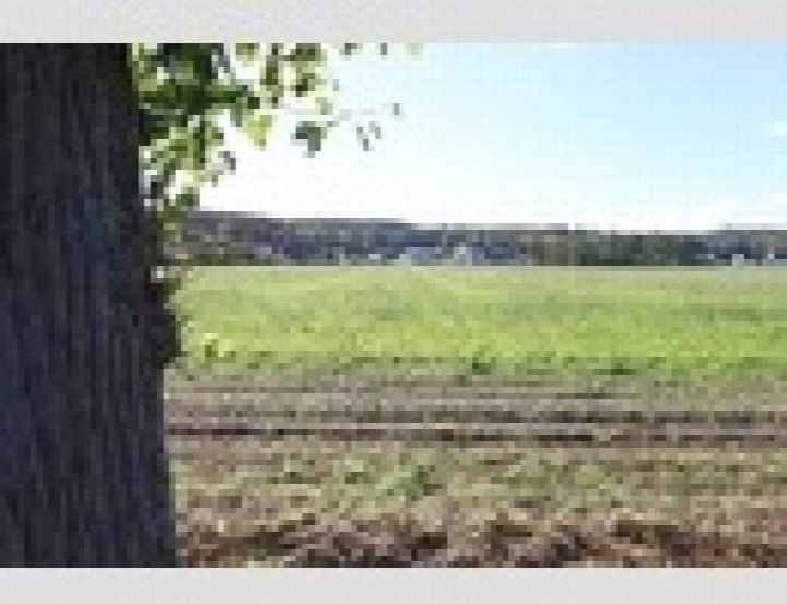 Grünes Feld mit Baumstamm im Vordergrund, landwirtschaftlich genutztes Grundstück in Großkmehlen