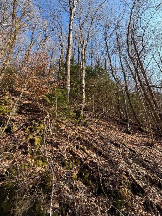 Waldstück mit kahlen Bäumen, Laub und Moos auf dem Boden, Teil des land- und forstwirtschaftlich genutzten Grundstücks in Werdohl