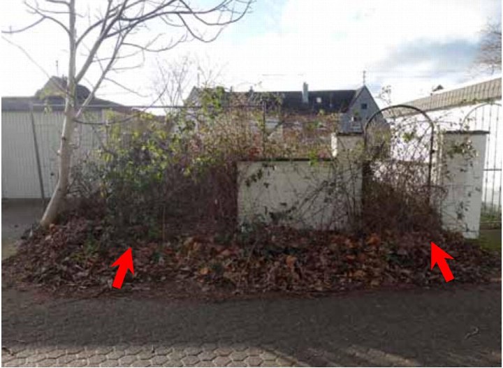 Gartenbereich mit Laubhaufen, Sträuchern, Baum und weißer Mauer im Hintergrund