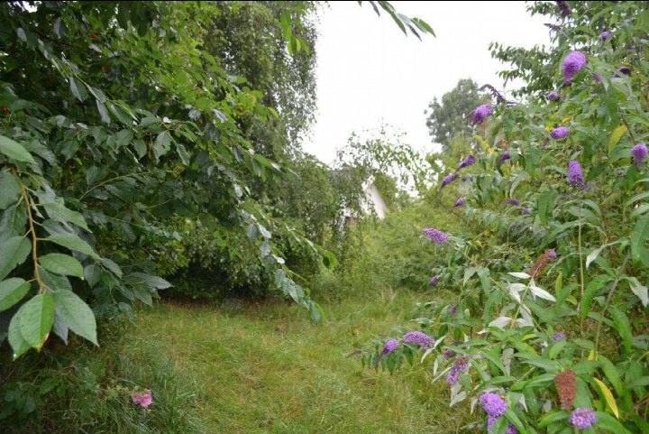 Gartenbereich mit grünem Rasen, Laubbäumen und lila blühenden Sträuchern