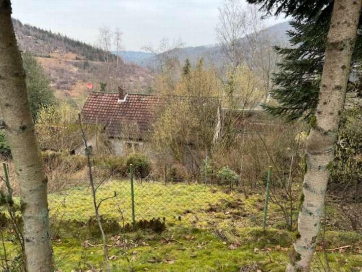Gartenbereich mit Moos, Gras und jungen Bäumen, im Hintergrund ein Haus mit Ziegeldach und bewaldete Hügel