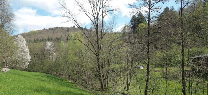 Grünflächen mit Bäumen und Wiesen, bewaldeter Hang im Hintergrund, landwirtschaftlich genutztes Grundstück in Heidelberg