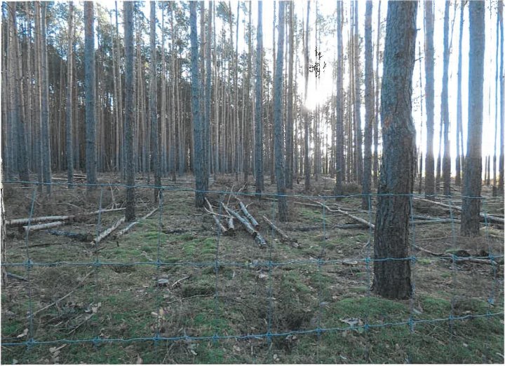 Waldgebiet mit Nadelbäumen und Drahtzaun im Vordergrund, land- und forstwirtschaftlich genutztes Grundstück in Vetschau