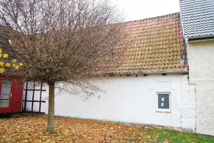 Seitenansicht eines Einfamilienhauses mit weißer Wand, Ziegeldach und Baum im Vorgarten, Herbstlaub am Boden
