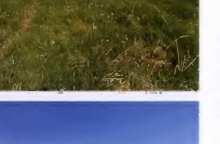 Grüne Wiese mit Vegetation, Teil des landwirtschaftlich genutzten Grundstücks in Höchstädt