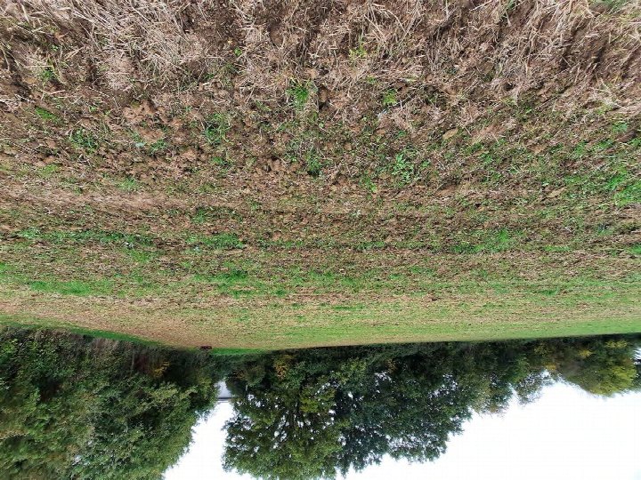 Ackerland mit aufgegrabener Erde und spärlicher Vegetation, im Hintergrund Baumreihe, Gudensberg, Auf dem Busch 800