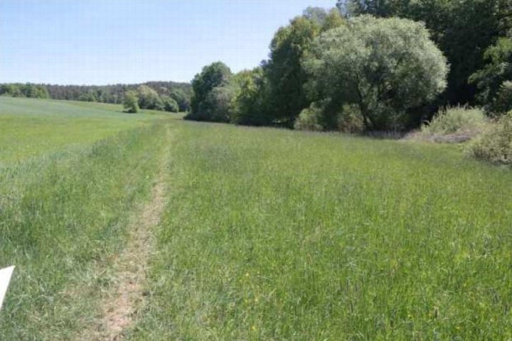 Grünes Feld mit Wegen und Bäumen am Rand, landwirtschaftlich genutztes Grundstück in Maxhütte-Haidhof