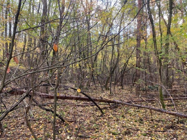 Sonstiges — Land- und forstwirtschaftlich genutztes Grundstück in Blankenfelde