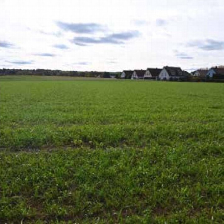 Grünes Feld mit Gras im Vordergrund, im Hintergrund Reihenhäuser in Markt Eckental