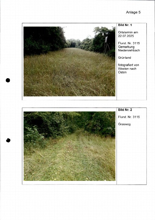 Grasland und Grasweg in Niederviehbach, Flurstück 3115, mit Bäumen und Vegetation, fotografiert am 22.07.2025