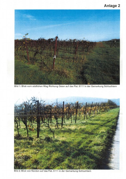 Zwei Ansichten eines Rebbergs in Schluchtern, Flst. 5111, mit Rebstöcken, Gras und einem Weg unter blauem Himmel