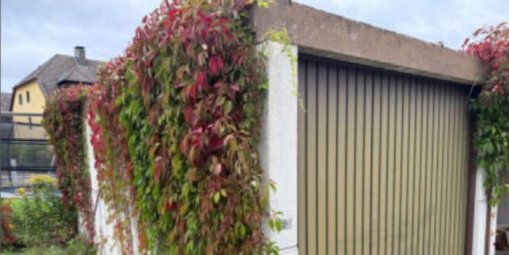Garage mit Wellblechtür und Betonwänden, teilweise von rotem und grünem Efeu bewachsen, Erlenweg 1, Büchenbach