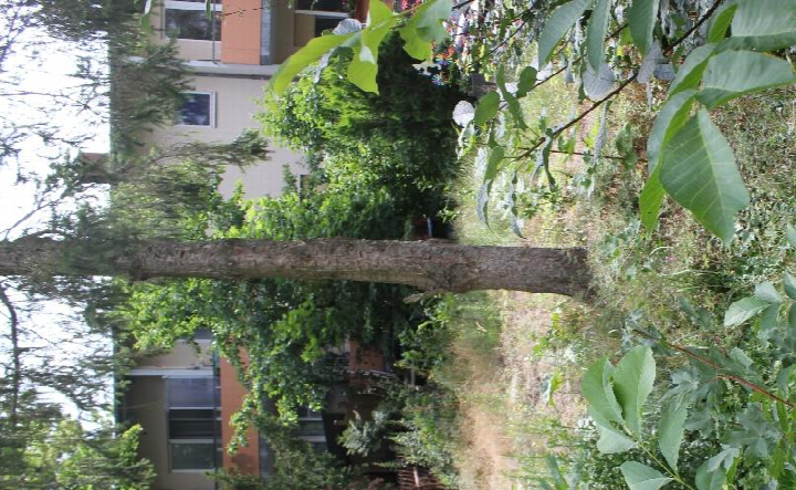 Gartenbereich mit Bäumen und Sträuchern, im Hintergrund Teil eines Wohngebäudes in Berlin, Wichurastraße 89