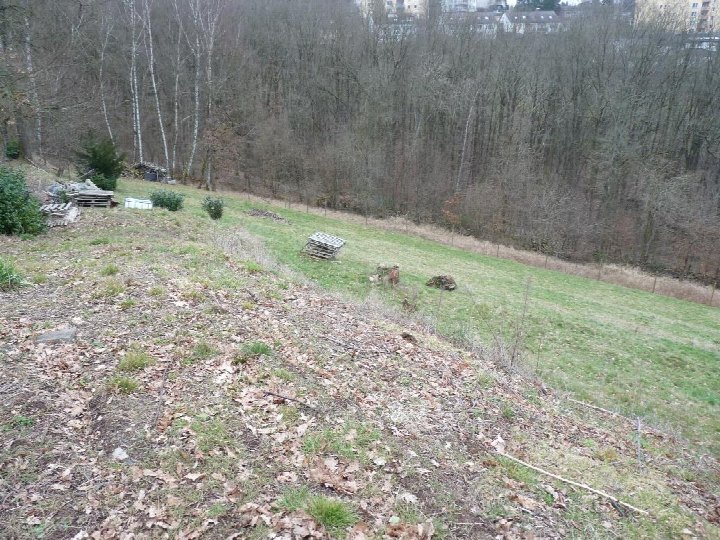 Unbebautes Grundstück mit Gras, Laub und Bäumen im Hintergrund, Spaakstraße 15, Fulda