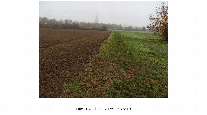 Ackerland mit gepflügter Fläche und Grasstreifen, umgeben von Bäumen und Strommasten im Nebel