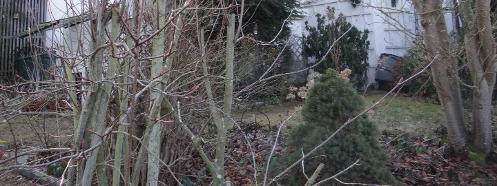 Gartenbereich mit kahlen Bäumen, Sträuchern und Laubbedeckung vor einem Gebäude in Langensendelbach