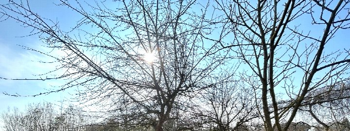 Bäume ohne Laub unter blauem Himmel mit Sonnenschein auf einem Grundstück in Münster
