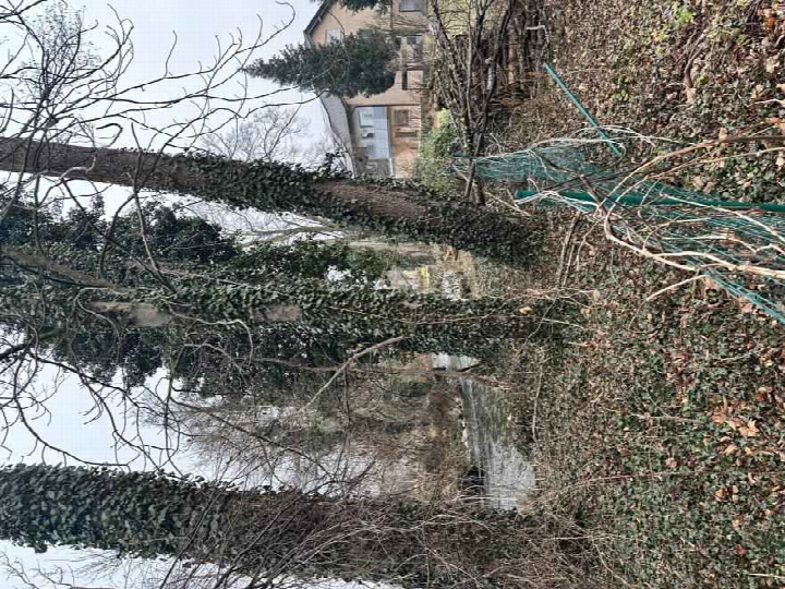Gartenbereich mit efeubewachsenen Baumstämmen, kahlen Ästen und grünem Zaun; im Hintergrund Gebäudeansicht